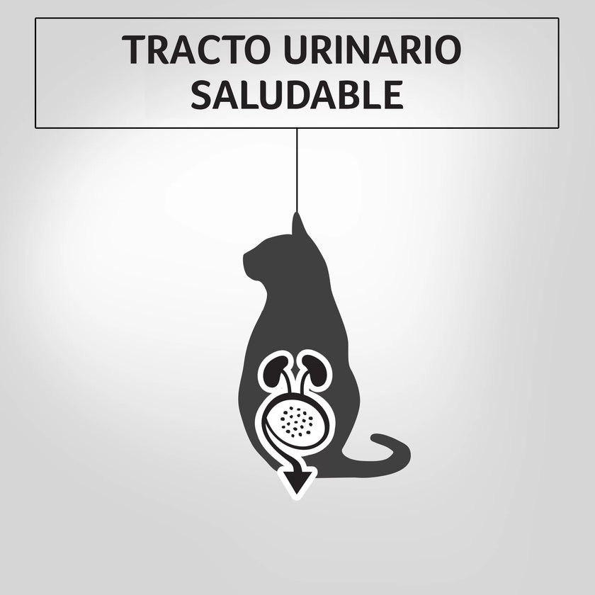 Alimento Humedo Para Gatos Sabor A Salmón  Purina Pro Plan x 85 Gr
