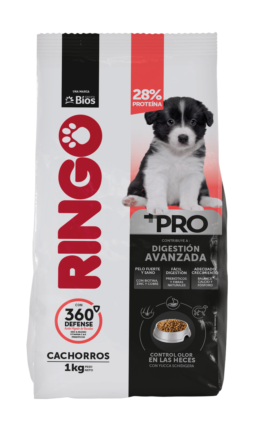 Ringo +Pro Cachorro