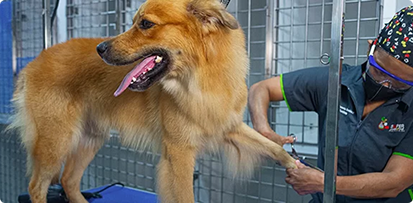 Estética canina y felina