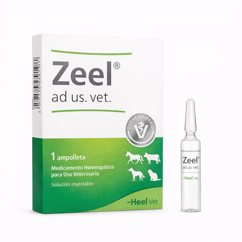 ZEEL AD US VET AMP - Heel