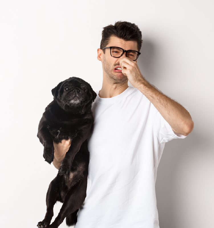 Flatulencias en perros: Causas y soluciones efectivas - Supermascotas