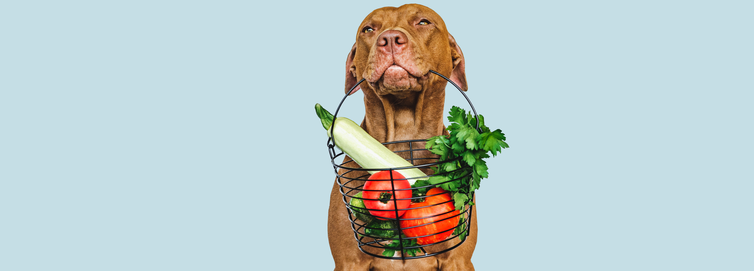 Obesidad en Perros: Riesgos, Síntomas y Soluciones - Supermascotas