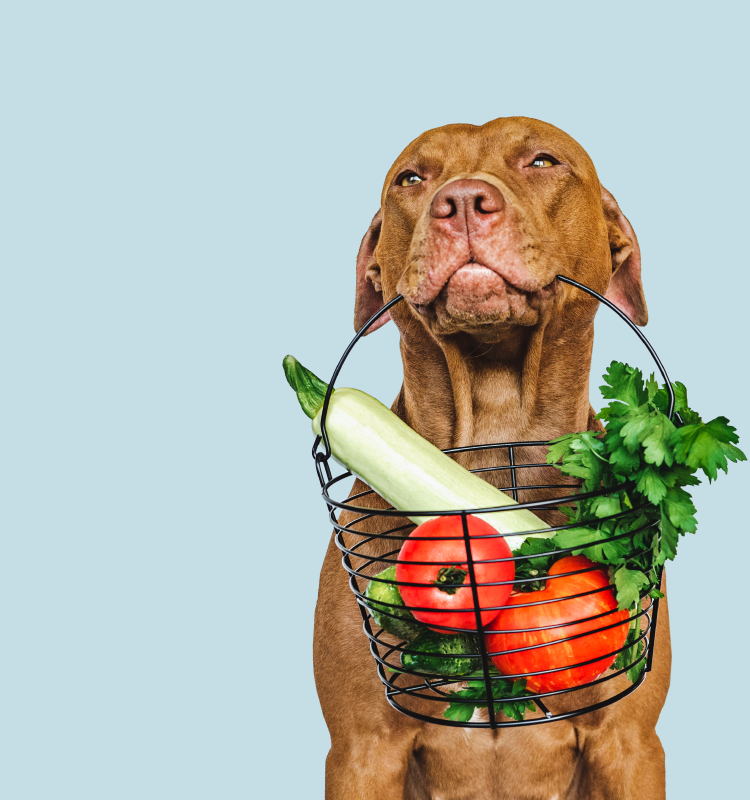 Obesidad en Perros: Riesgos, Síntomas y Soluciones - Supermascotas